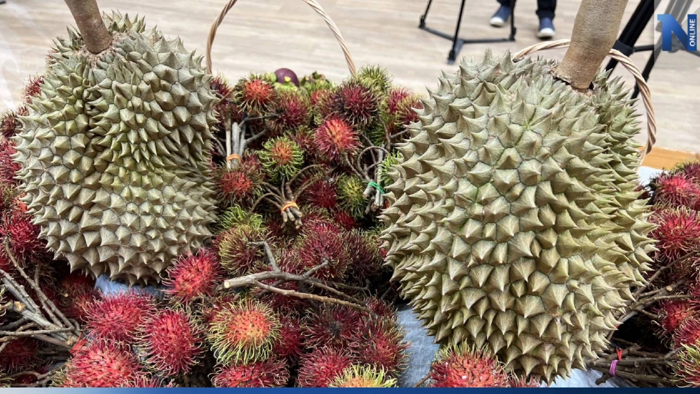 เปิดประมูล "ทุเรียนน้ำแร่แม่ออนเชียงใหม่" เคาะราคาสูงสุดลูกละ 3.1 หมื่นบาท