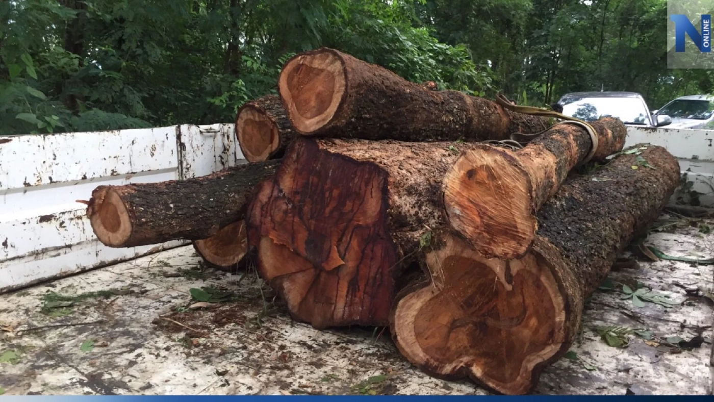 ไม่มีกลัว! แก๊งมอดไม้ตัด "พะยูง" ไม่ได้ เลยบุกตัด "ต้นประดู่" ป่าสงวน