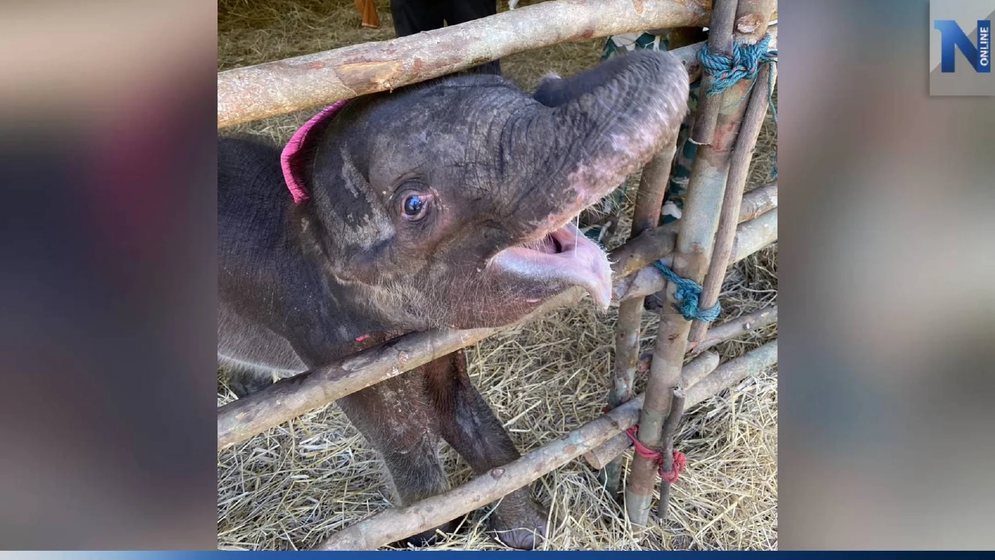 "น้องกันยา" ลูกช้างป่าภูวัวพลัดหลง อาการดีขึ้น หนูน้อยร่าเริง ขับถ่ายปกติ