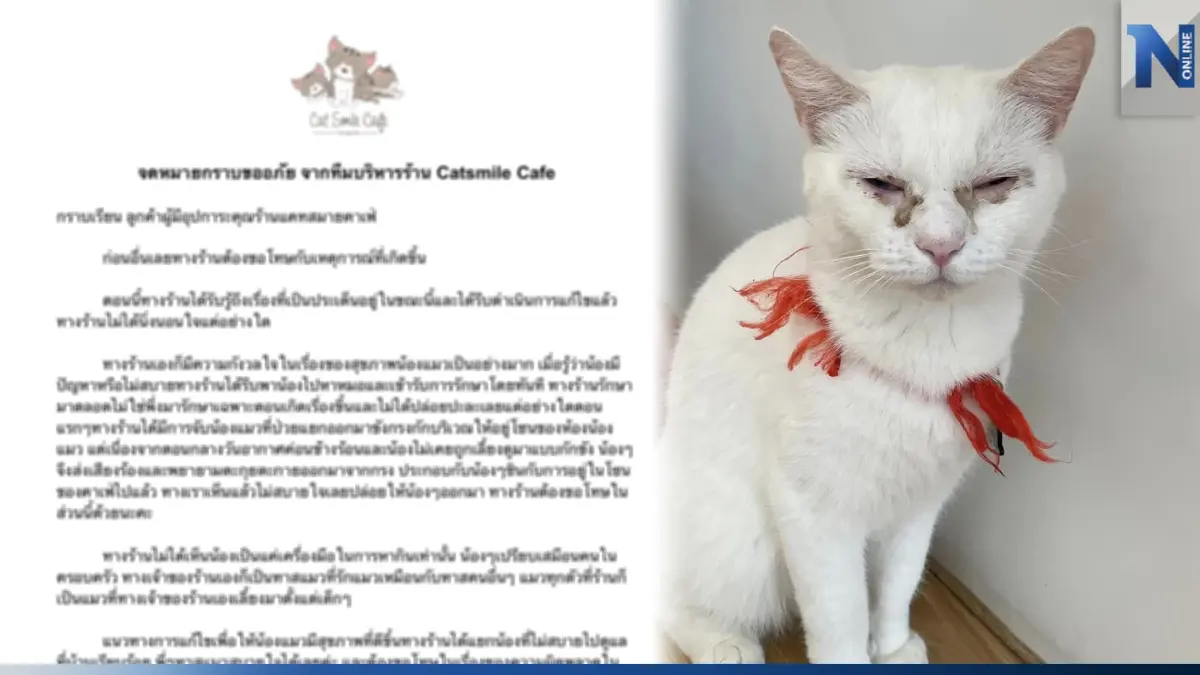คาเฟ่แมวกราบขออภัย ทำเข้าใจผิดเจอแมวป่วยแต่ไม่แยก ยืนยันพาไปหาหมอตลอด คาเฟ่แมวกราบขออภัย ทำเข้าใจผิดเจอแมวป่วยแต่ไม่แยก ยืนยันพาไปหาหมอตลอด