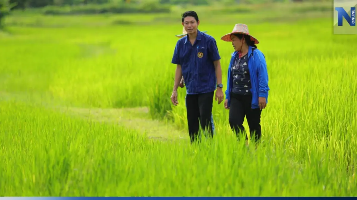 กรมการข้าว เร่งชวนชาวนา เข้าร่วมโครงการส่งเสริมการเปลี่ยนเมล็ดพันธุ์ข้าว กรมการข้าว เร่งชวนชาวนา เข้าร่วมโครงการส่งเสริมการเปลี่ยนเมล็ดพันธุ์ข้าว