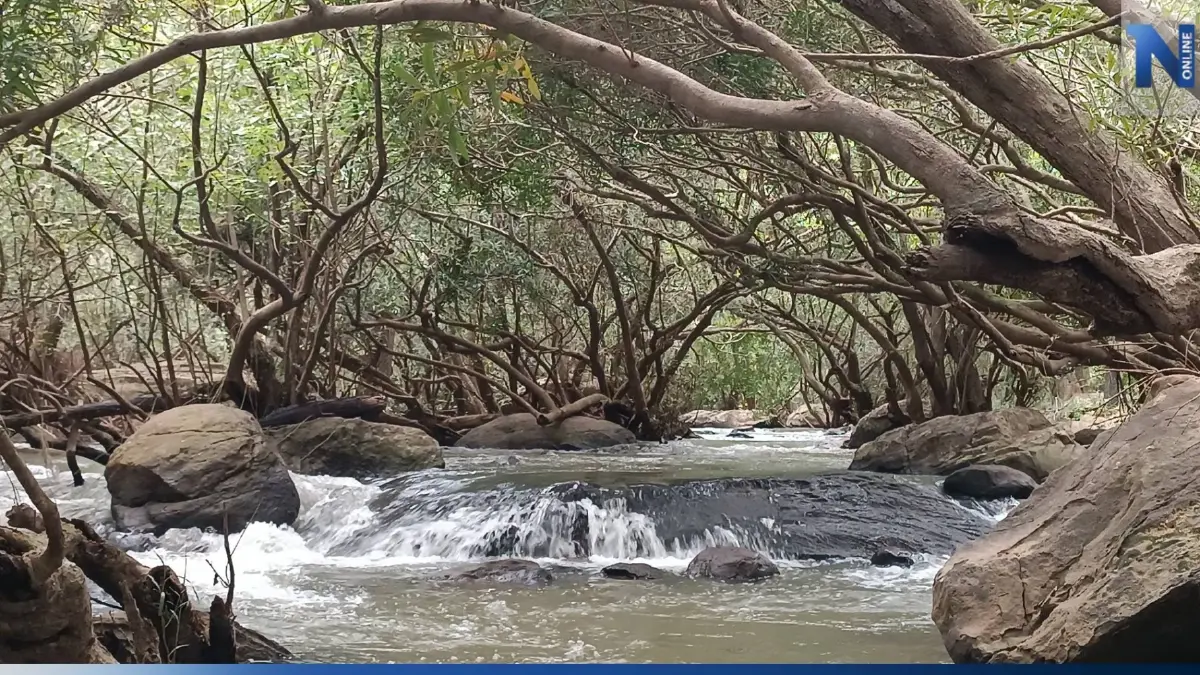 ชวนเที่ยว "อุโมงค์ต้นแจงแก่งวังวน" สัมผัสธรรมชาติสวยงาม ที่เขื่อนลำแชะโคราช