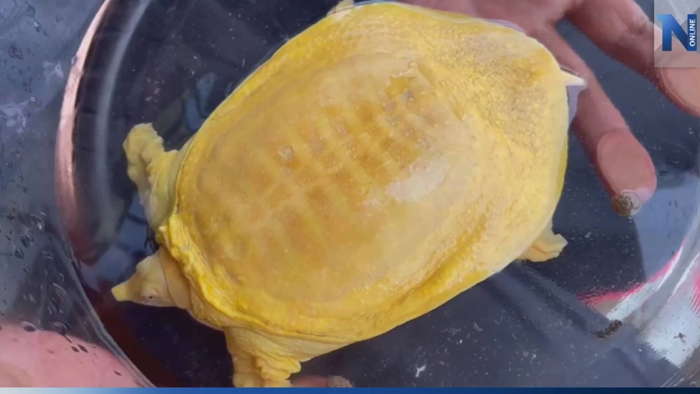 ฮือฮา! พบ "ตะพาบสีทอง" โผล่ในบ้าน เชื่อมาให้โชค