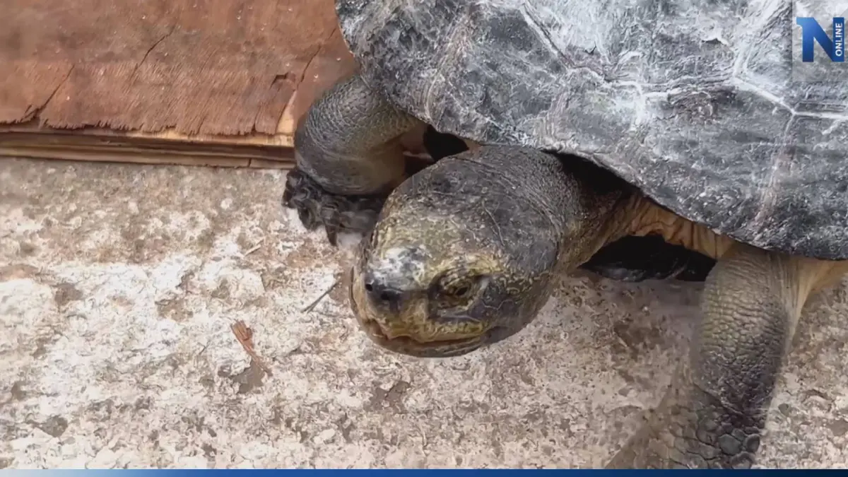 เจอวันพระ! สาวช่วย "เต่าหวาย" ตัวใหญ่ เดินต้วมเตี้ยมกลางถนน หวั่นถูกรถเหยียบ