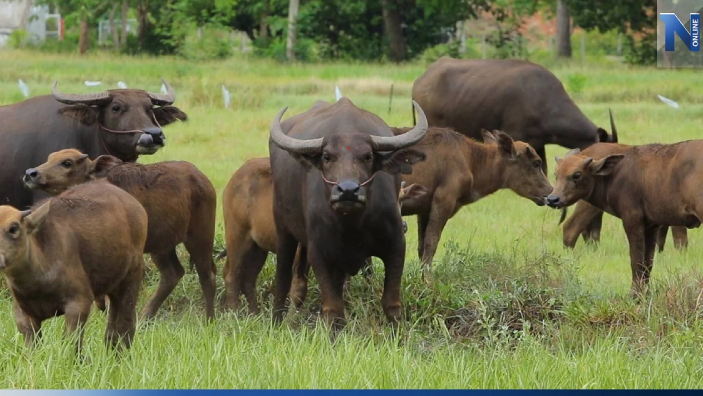 กรมปศุสัตว์ มุ่งพัฒนา"กระบือปลักไทย" หวังยกระดับรายได้เกษตรกร