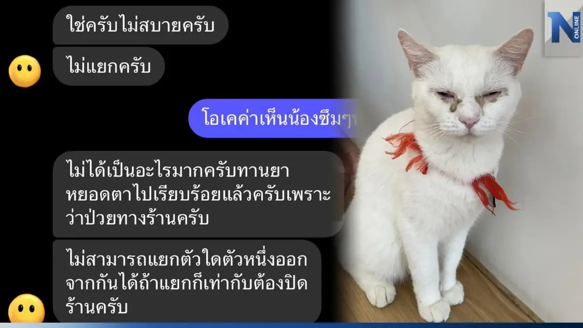 สาวไปเที่ยวคาเฟ่แมว เจอน้องนั่งซึมตาแฉะ แจ้งร้านกลับได้คำตอบแบบนี้
