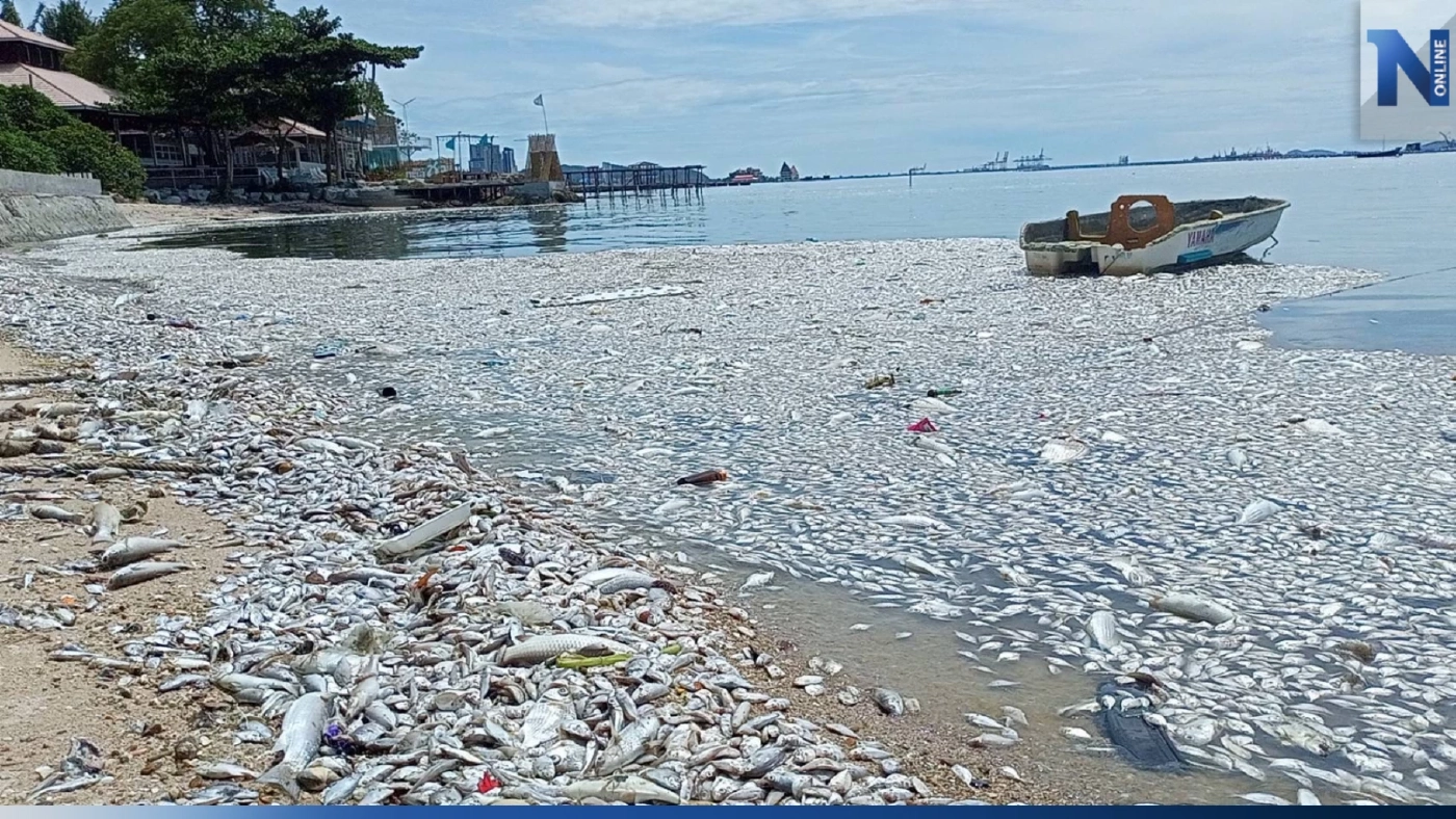 ปลาทะเลนับล้าน ลอยตายเกลื่อน "ชายหาดศรีราชา" จาก "แพลงก์ตอนบลูม" ปลาทะเลนับล้าน ลอยตายเกลื่อน "ชายหาดศรีราชา" จาก "แพลงก์ตอนบลูม"