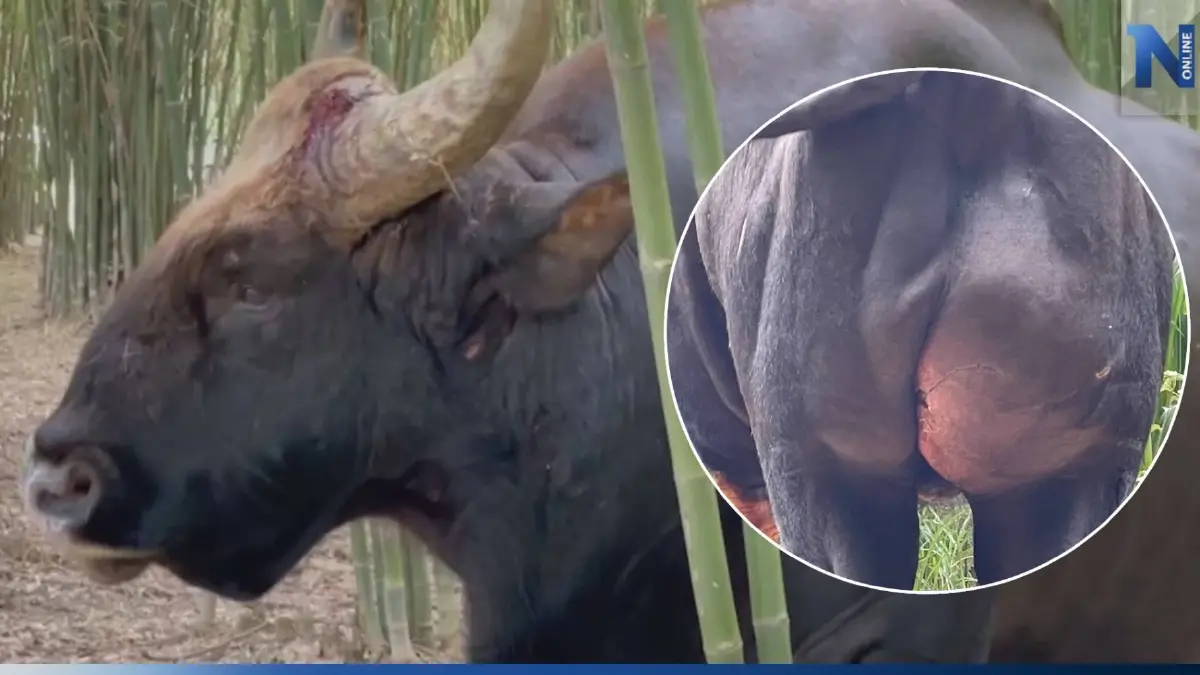เร่งตามหาตัวเพื่อรักษา "ทองดี" กระทิงป่า บาดเจ็บหนัก คาดถูกจ่าฝูงไล่ขวิด เร่งตามหาตัวเพื่อรักษา "ทองดี" กระทิงป่า บาดเจ็บหนัก คาดถูกจ่าฝูงไล่ขวิด