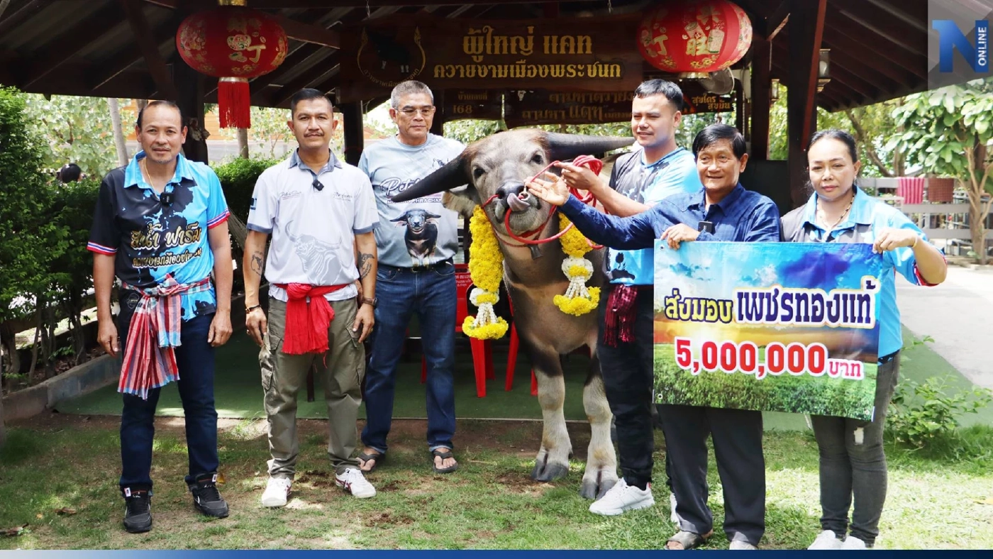 ใจถึงทุ่มเงิน5ล้านซื้อควายลูกสายตรงควายงามเงินล้าน