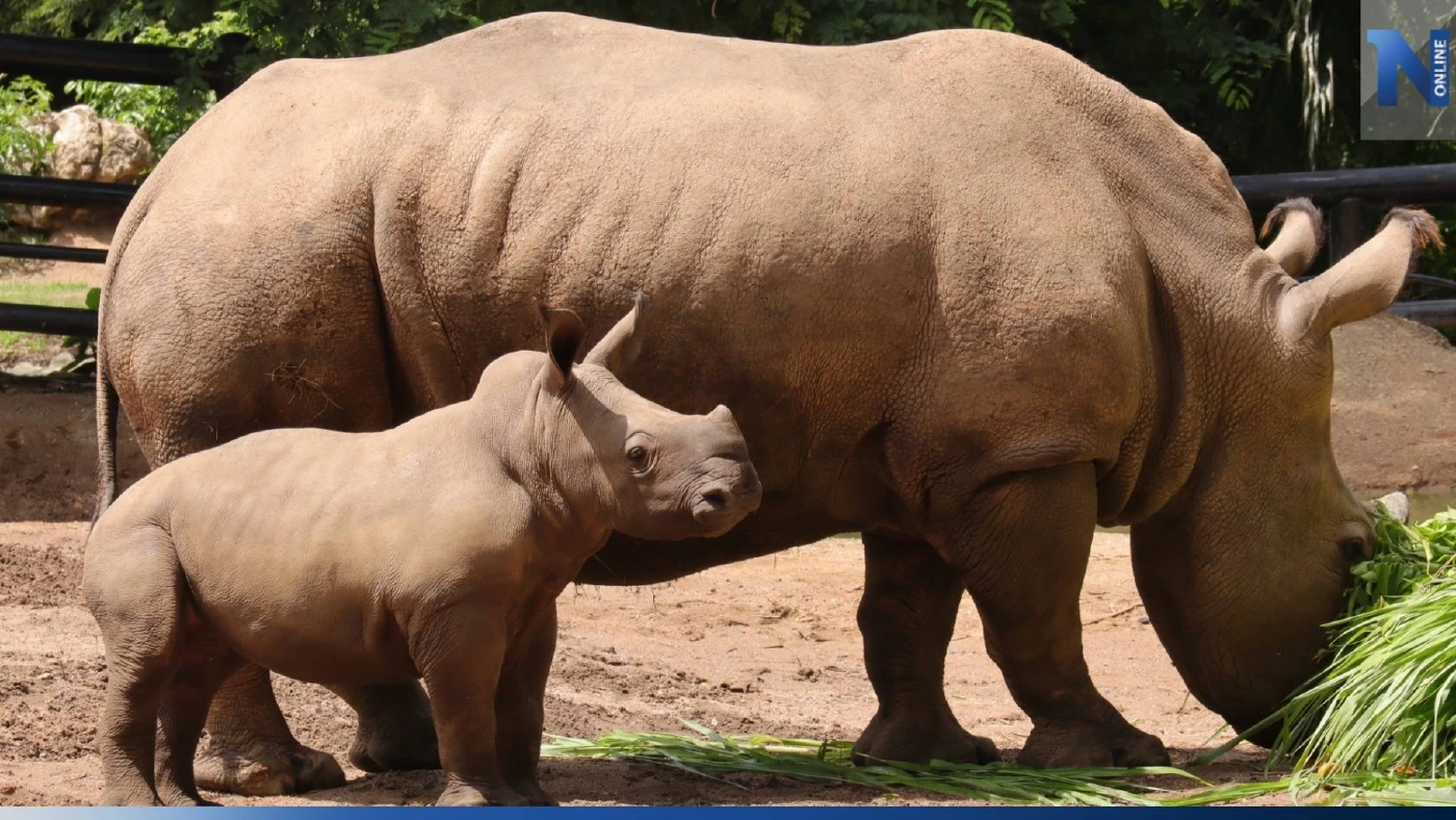 สวนสัตว์เปิดเขาเขียว อวดโฉมสมาชิกใหม่ "น้องท็อป" ลูกแรดขาวตัวที่สอง