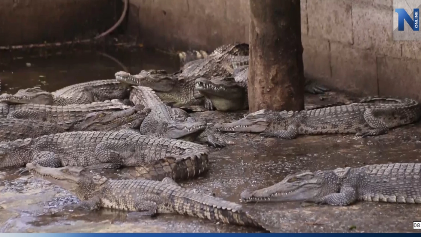 ที่นี้ก็ว้าวุ่น! ฝนถล่มหนัก ทำ "จระเข้หลุด" จากฟาร์ม ที่สุพรรณบุรีกว่า 30 ตัว