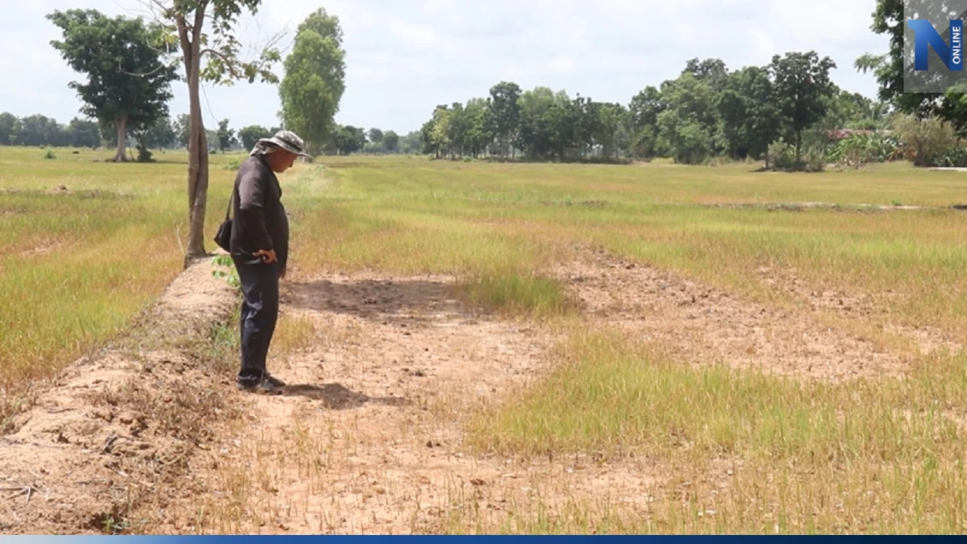 ชาวนาพิจิตรโอด ปลูกข้าว "หน้าฝน" แต่เจอ "ภัยแล้ง" หนักสุดในรอบ 40 ปี ชาวนาพิจิตรโอด ปลูกข้าว "หน้าฝน" แต่เจอ "ภัยแล้ง" หนักสุดในรอบ 40 ปี