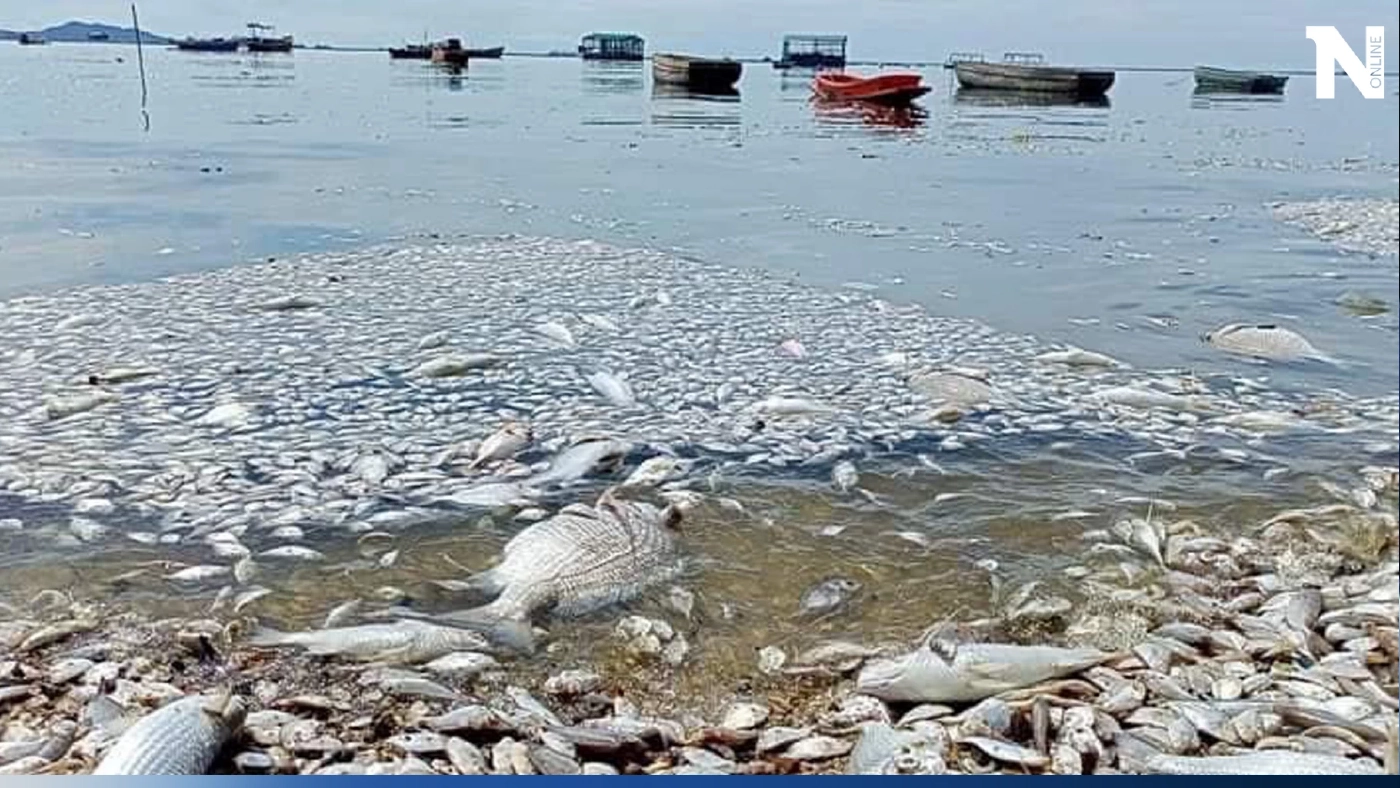 เปิดภาพสัตว์ทะเลตายหมู่ หลังเหตุน้ำมันรั่ว แพลงก์ตอนบลูม เห็นแล้วสุดเศร้าใจ