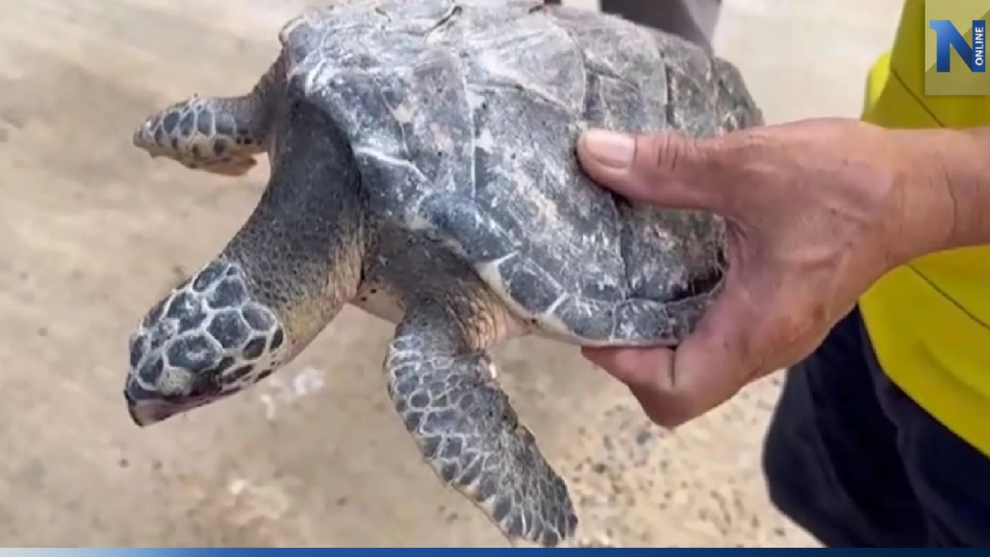 ช่วยลูกเต่าทะเลปากเหยี่ยวน็อคน้ำจืดเกือบตาย ช่วยลูกเต่าทะเลปากเหยี่ยวน็อคน้ำจืดเกือบตาย