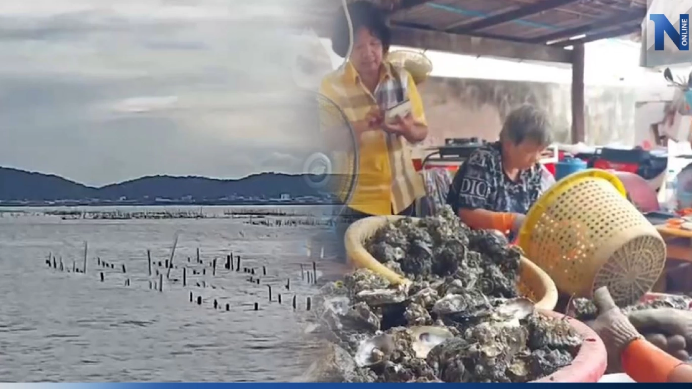 เจ้าของฟาร์มหอยนางรม หวั่นได้รับผลกระทบน้ำมันดิบรั่วลงทะเล