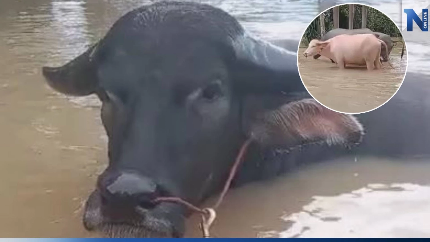 น้ำท่วมอุดรธานี ยังอ่วม เจ้าของฟาร์มควายงามต้องขน "ขวัญเงิน" และผองเพื่อนหนีน้ำ น้ำท่วมอุดรธานี ยังอ่วม เจ้าของฟาร์มควายงามต้องขน "ขวัญเงิน" และผองเพื่อนหนีน้ำ