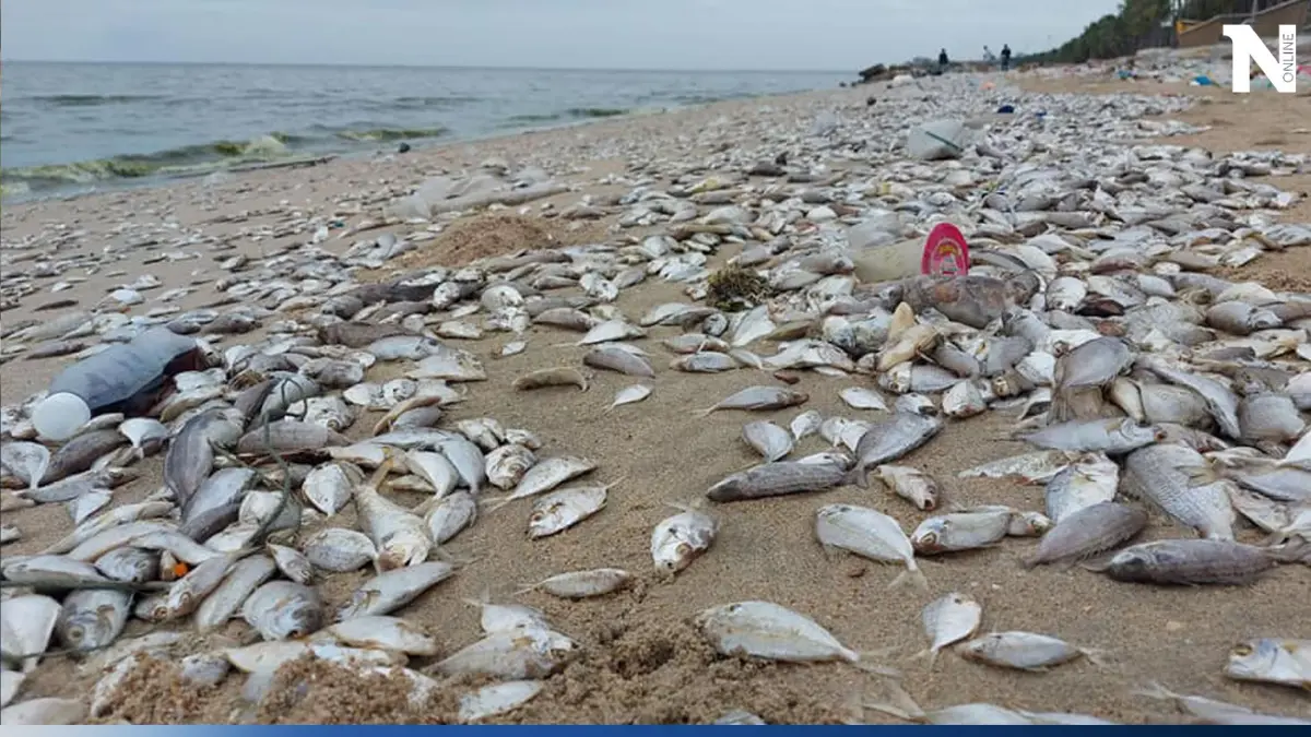 อ.ธรณ์ ส่งคำเตือน ทะเลไทยใกล้ไร้ชีวิต ถ้าไม่เร่งแก้แพลงก์ตอนบลูม  