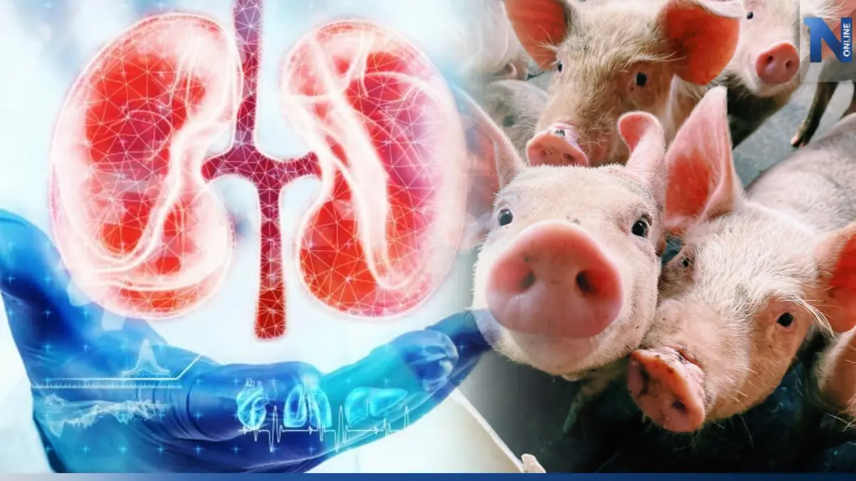 นักวิทยาศาสตร์จีนปลูกไตคล้ายของมนุษย์ในหมู