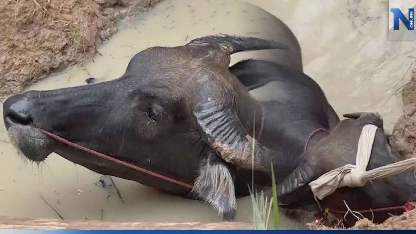 เมียฉุนผัวเมาเหล้า ไม่ดูแลควายท้องแก่ จนตกบ่อน้ำ ว้าวุ่นถึงกู้ภัยต้องมาช่วย เมียฉุนผัวเมาเหล้า ไม่ดูแลควายท้องแก่ จนตกบ่อน้ำ ว้าวุ่นถึงกู้ภัยต้องมาช่วย