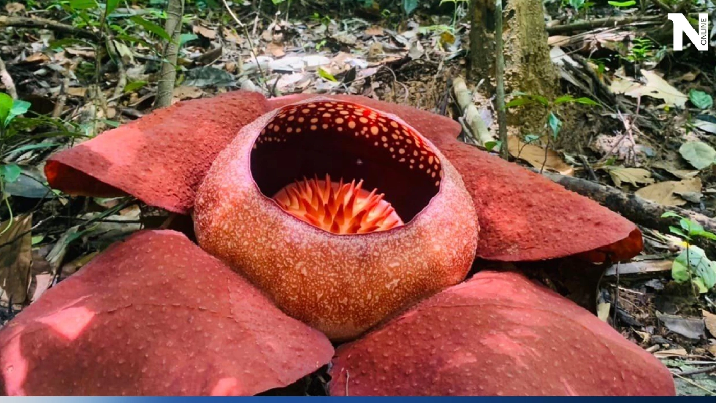 อีกหนึ่งสายพันธุ์มหัศจรรย์ “บัวผุด”พืชปรสิตที่หายาก ใกล้จะสูญพันธุ์