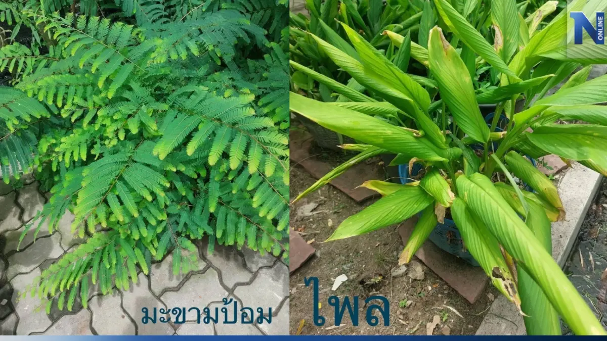 กรมวิชาการเกษตร วิจัยต่อยอด เพิ่มมูลค่า พืชสมุนไพรไทย กรมวิชาการเกษตร วิจัยต่อยอด เพิ่มมูลค่า พืชสมุนไพรไทย