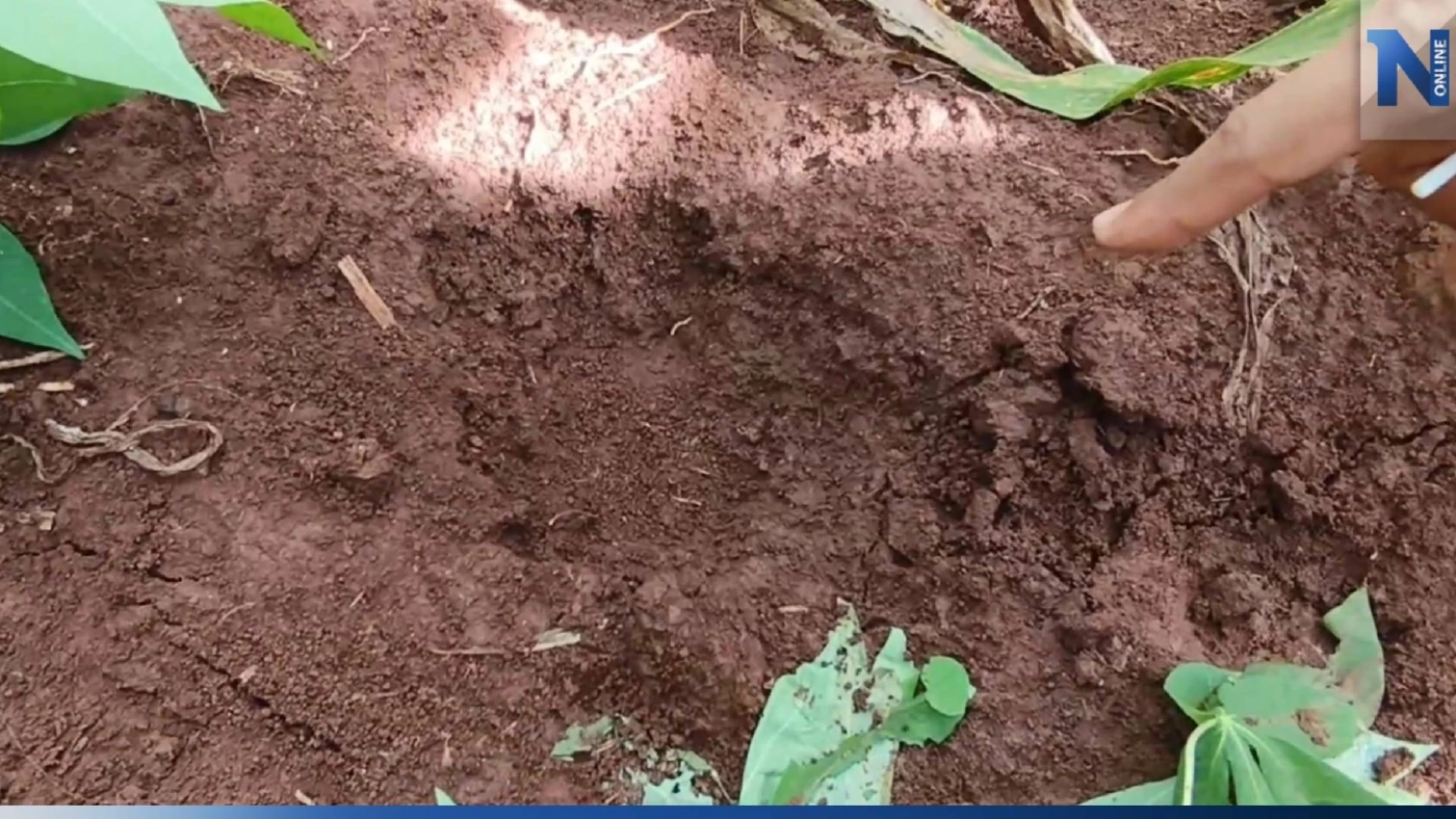 ชาวบ้านผวา หมีควายบุกไร่ข้าวโพด โร่แจ้ง จนท.ตรวจสอบ