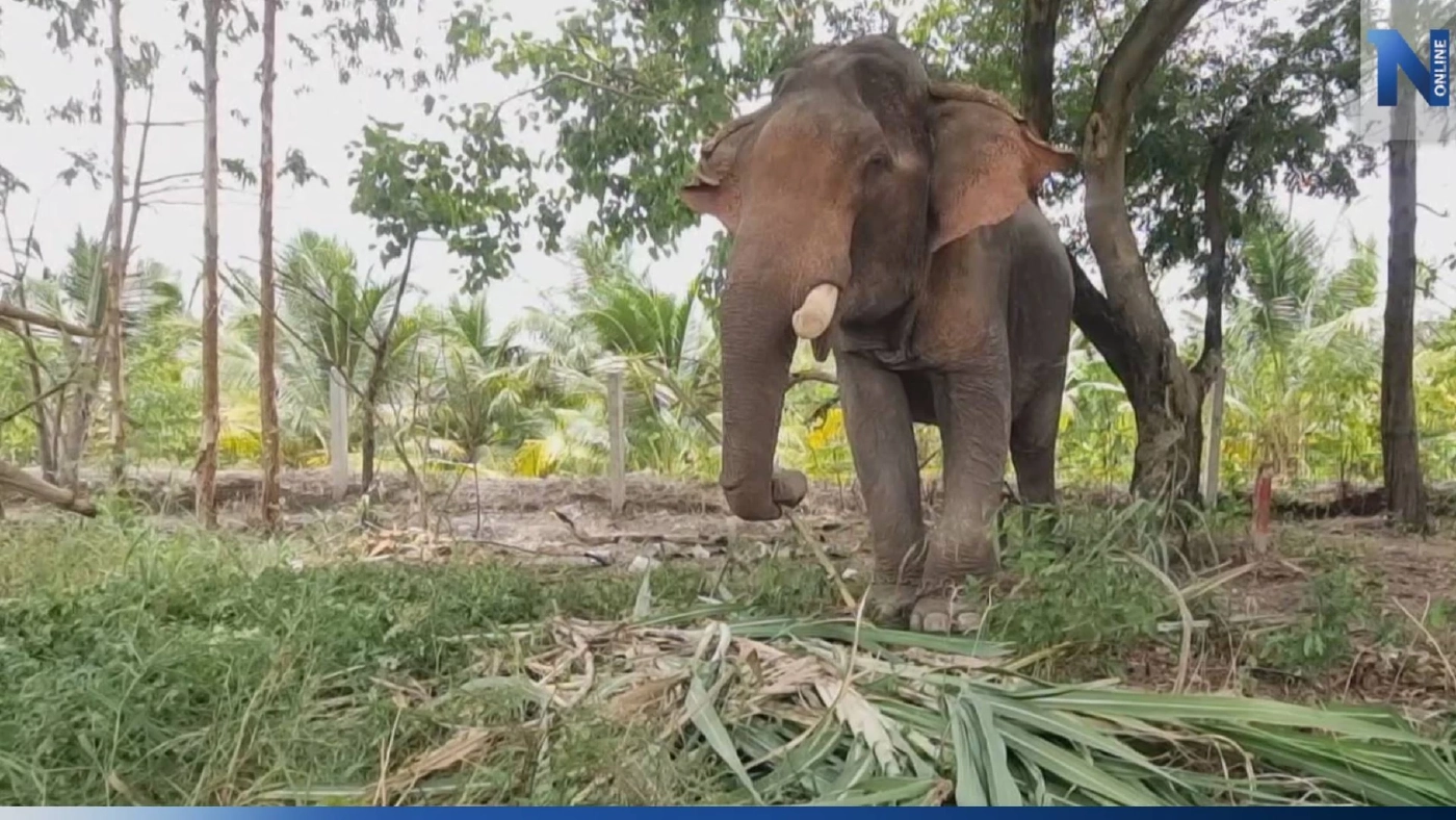 เปิดบ้านใหม่ "พลายบุญชู" จากบ้านปงแท่น ลำปาง สู่ "วัดท่าไม้" สมุทรสาคร