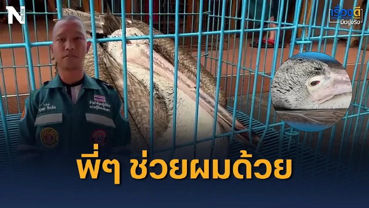 พี่ๆ ช่วยผมด้วย กู้ภัยฯ ช่วยเหลือ “นกกระทุง” บาดเจ็บ พี่ๆ ช่วยผมด้วย กู้ภัยฯ ช่วยเหลือ “นกกระทุง” บาดเจ็บ