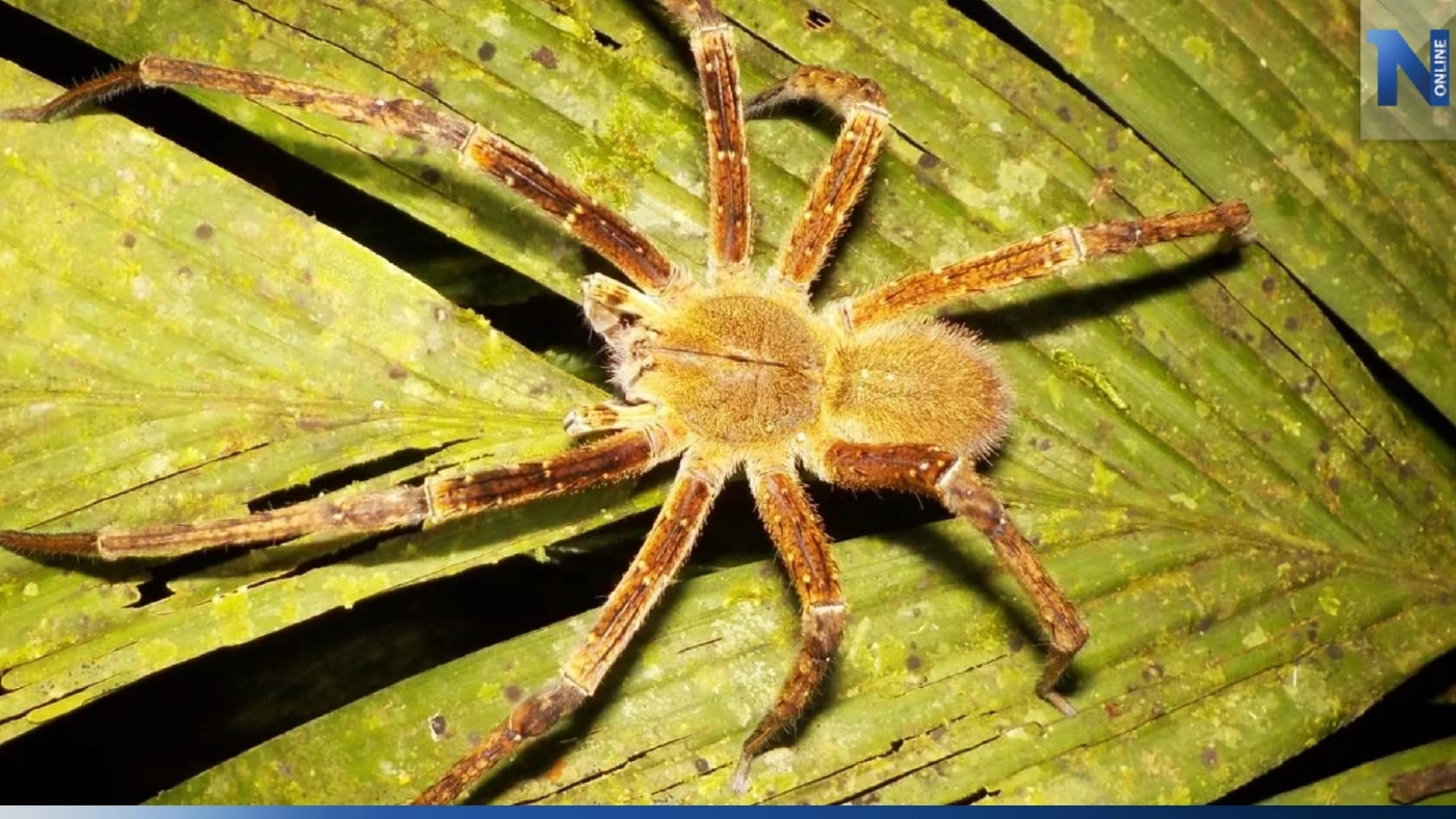 "แมงมุม" พิษร้ายใช้ทดแทนไวอากร้า รักษาภาวะหย่อนสมรรถภาพทางเพศบุรุษ