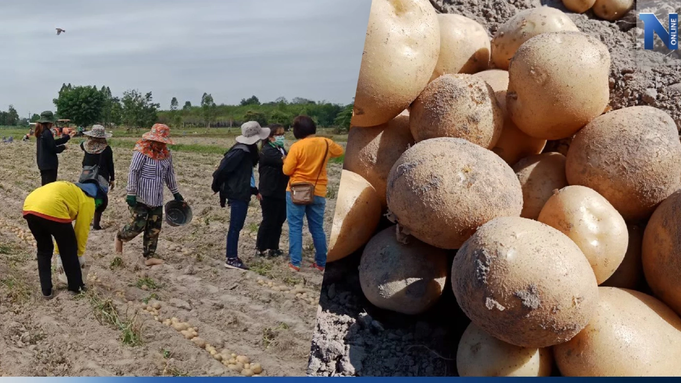 "เกษตรกรสกลนคร" รวมกลุ่มปลูกมันฝรั่ง สร้างรายได้ปีละ 10 ล้าน