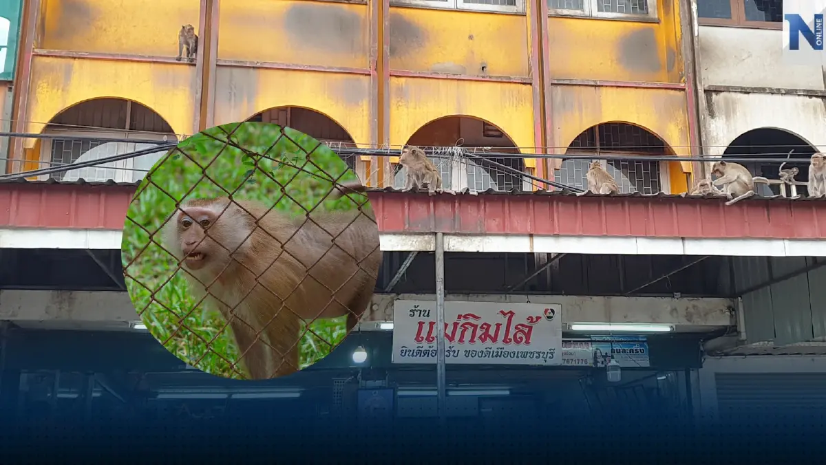 เดินหน้า "เพชรบุรีโมเดล" แก้ปัญหาลิงล้นเมือง เดินหน้า "เพชรบุรีโมเดล" แก้ปัญหาลิงล้นเมือง