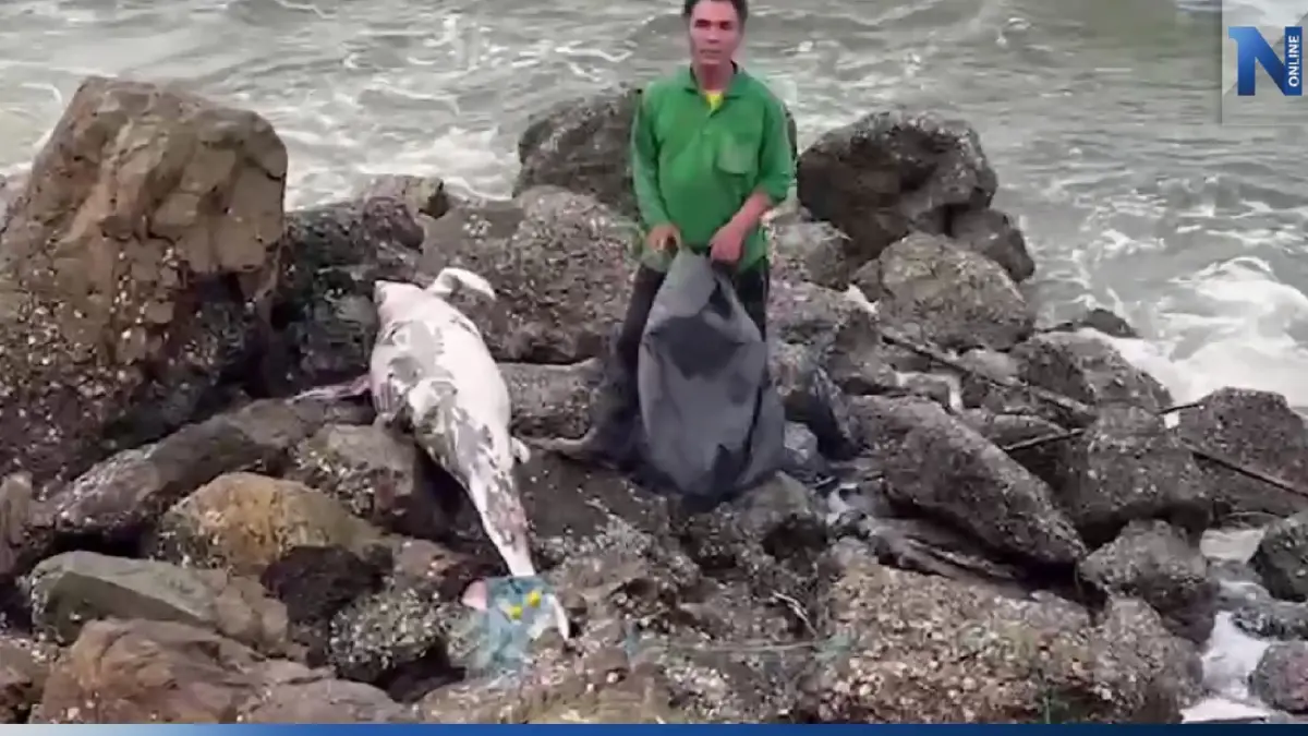 พบซากปลาโลมาหัวบาตรตายเกยตื้นที่หาดบางแสน