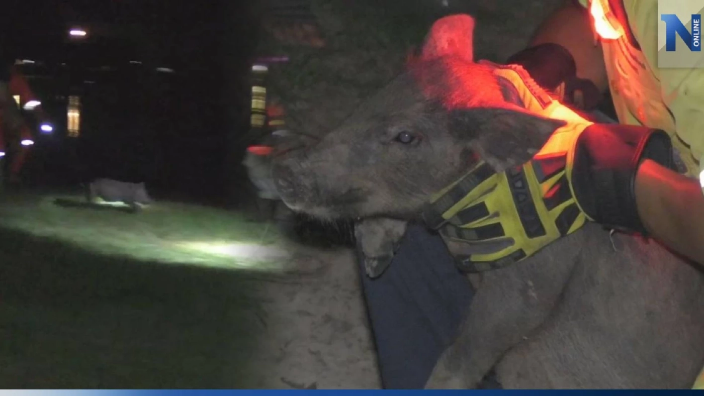 ว้าวุ่นเลยทีนี้! 11 หมูป่าป่วน กู้ภัยไล่จับทุลักทุเลกว่า 7 ชม. (มีคลิป) ว้าวุ่นเลยทีนี้! 11 หมูป่าป่วน กู้ภัยไล่จับทุลักทุเลกว่า 7 ชม. (มีคลิป)