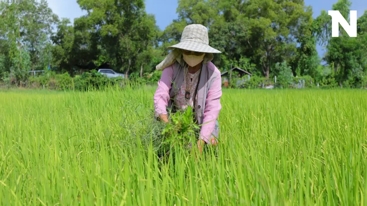 กรมการข้าว เดินหน้าส่งเสริมการเปลี่ยนเมล็ดพันธุ์ข้าว