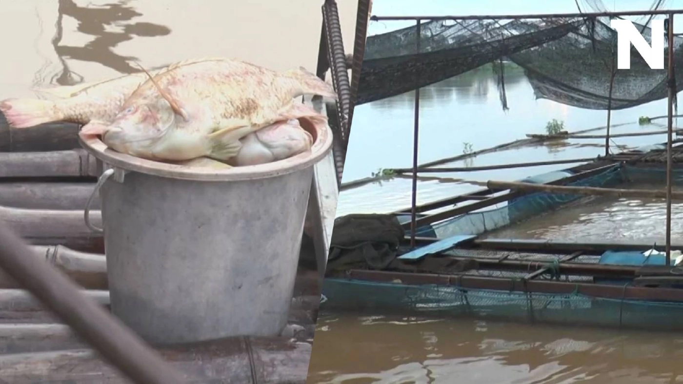 น้ำเจ้าพระยาสูงขึ้น-ไหลเชี่ยวแรง ปลาในกระชังตายอื้อ น้ำเจ้าพระยาสูงขึ้น-ไหลเชี่ยวแรง ปลาในกระชังตายอื้อ