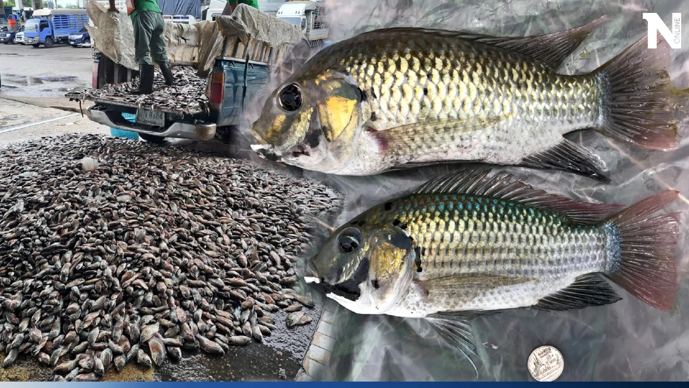 ชวนกิน ปลาหมอคางดำ ปลาสายพันธุ์เอเลี่ยน วายร้ายทำลายระบบนิเวศ