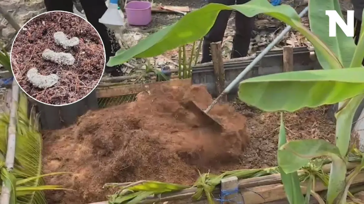 เกษตรนครปฐม ชวนทำกองล่อปราบด้วงแรดมะพร้าว ใช้วัสดุน้อย แถมทำง่าย
