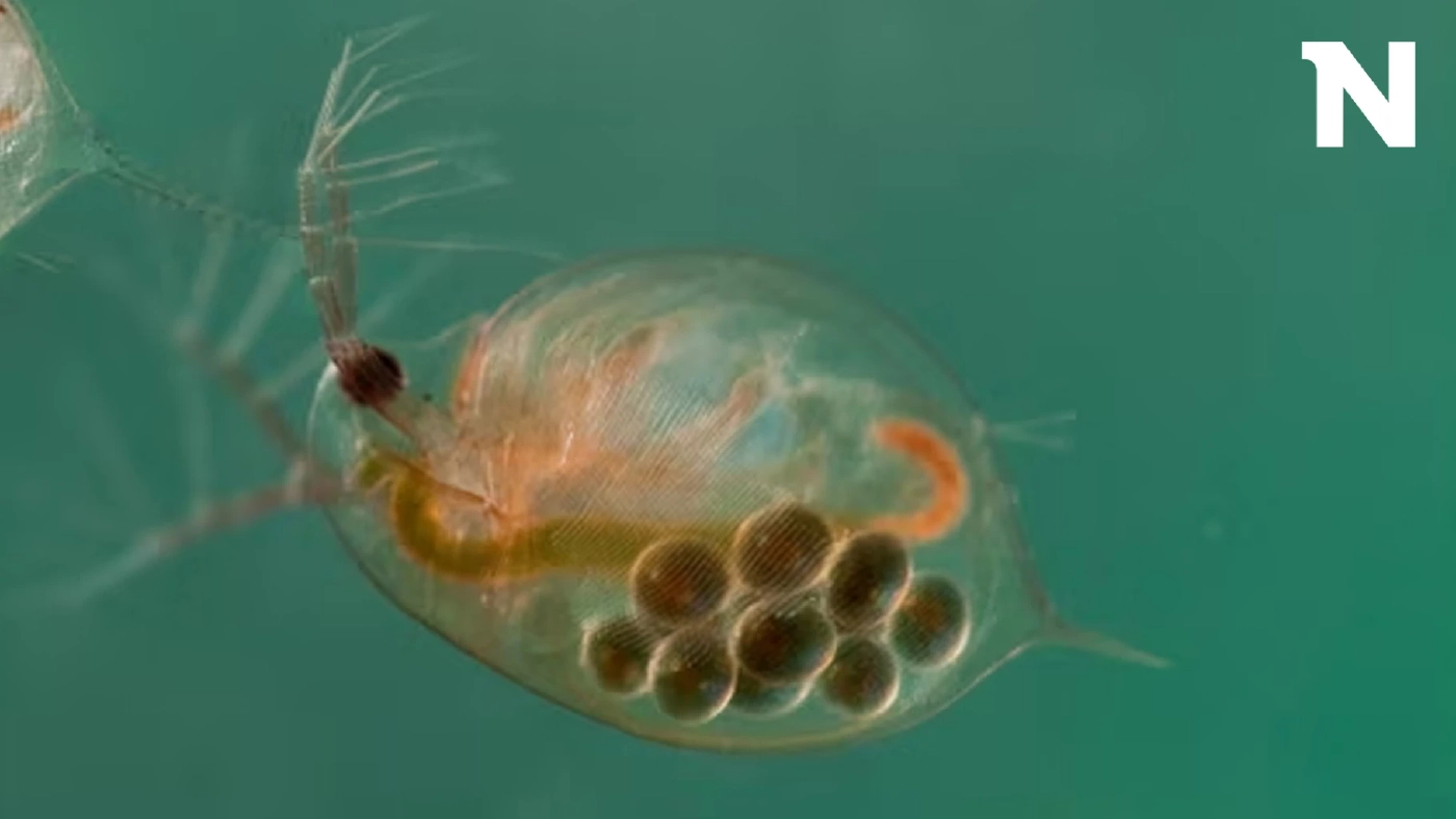 "หมัดน้ำ" หนึ่งวิธีบำบัดน้ำเสียแบบธรรมชาติ ช่วยดูดซับสารพิษ 