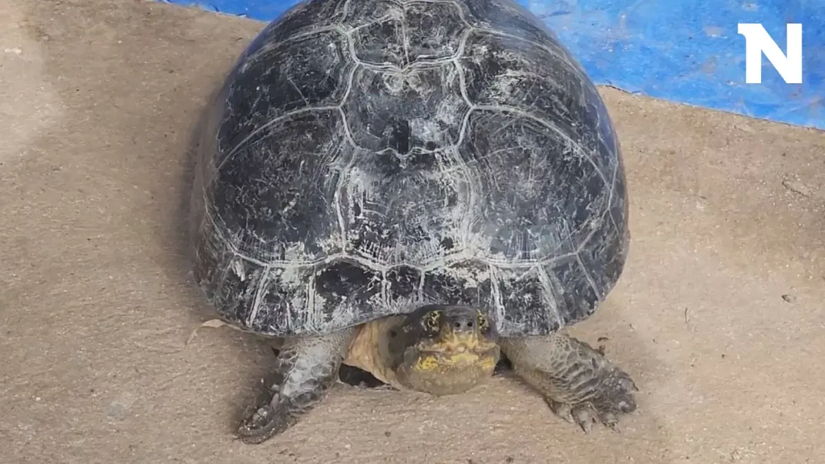 พบเต่าประหลาด เขย่าพุ่มไม้ ขู่ฟ่อๆ เดินต้วมเตี้ยมเข้าบ้าน เชื่อนำโชคมาให้