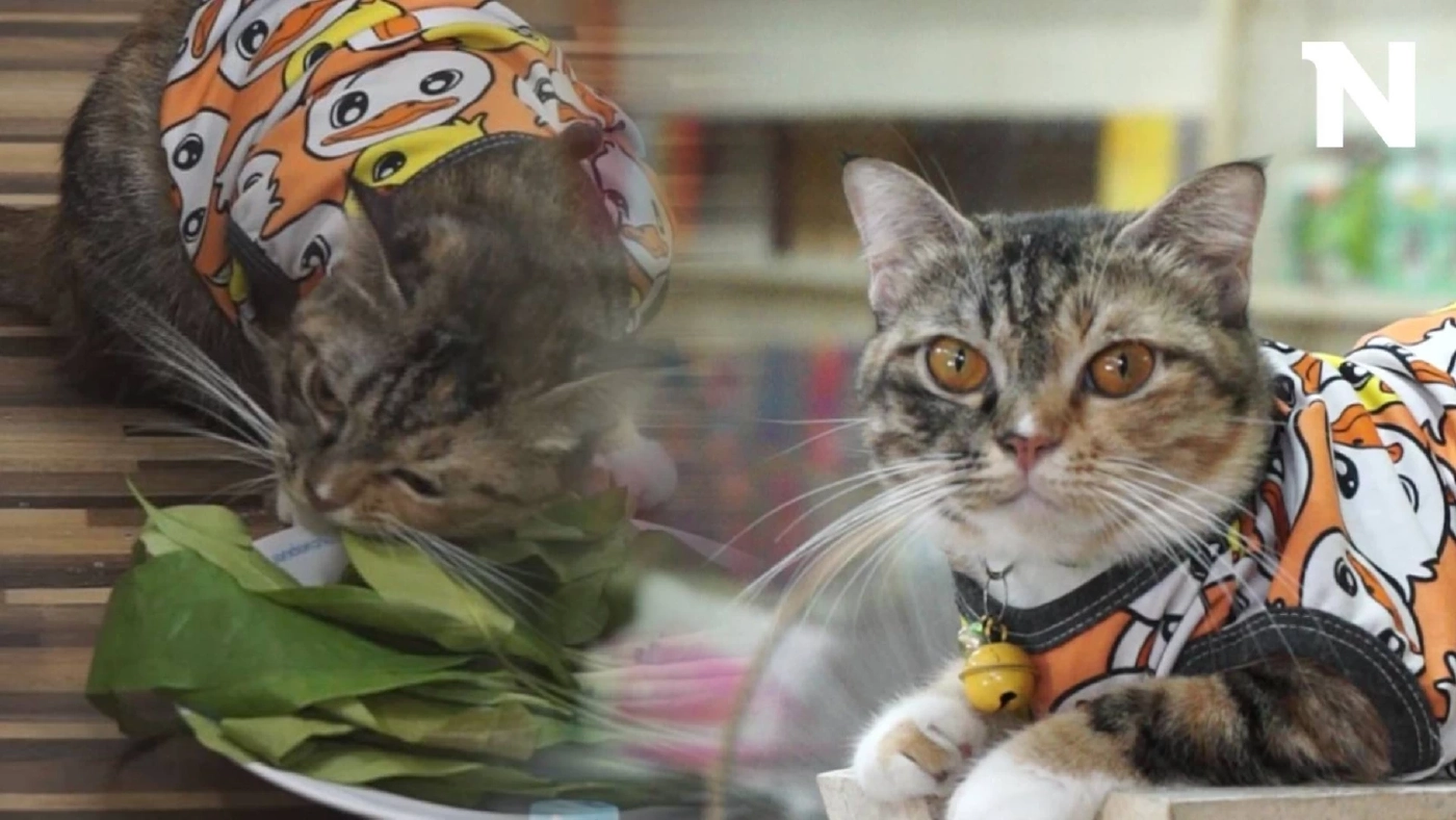 เอ็นดู! "น้องถุงเงิน" เหมียวสายมังสวิรัติ กินแต่ผัก เจ้าสำอาง เสมือนเป็นแมวกวัก