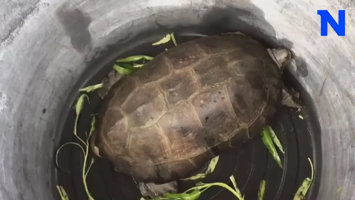 ลุ้นรวยงวดนี้! แห่ส่องเลขเต่าตัวใหญ่ หลังคลานขวางถนน เชื่อจะมาให้โชค