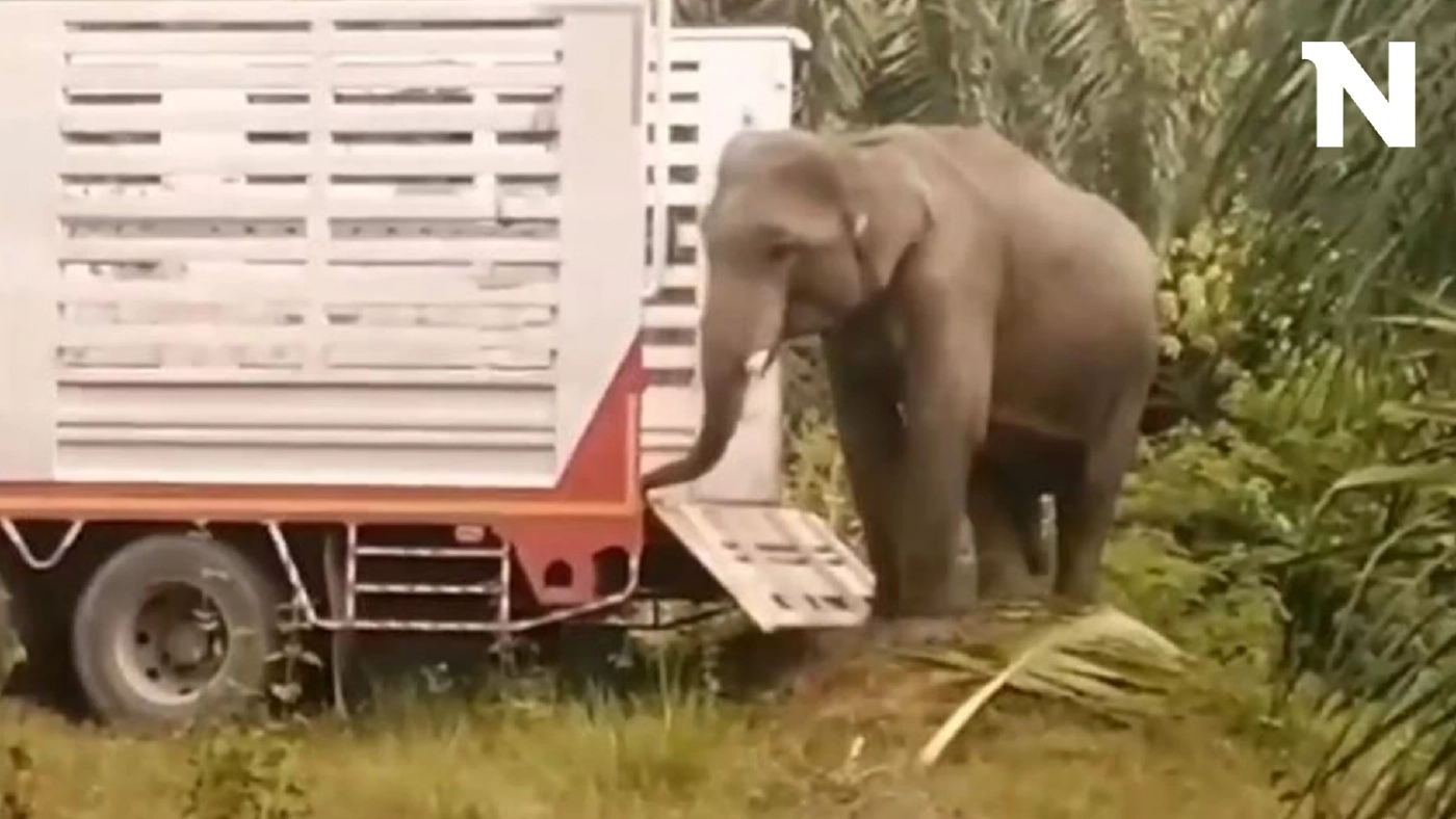 ชีวิตใหม่ "พลายเป๊ปซี่" ถูกควาญช้างทารุณกรรม ย้ายไปอยู่วัดที่เชียงใหม่