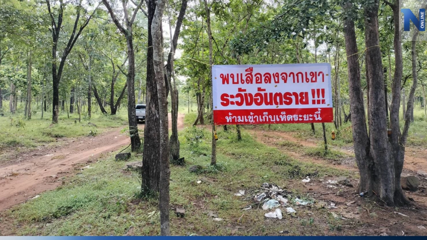 เจ้าหน้าที่อุทยานทับลาน ประกาศเตือนชาวบ้าน เก็บเห็ดป่าระวัง "เสือตะปบ" เจ้าหน้าที่อุทยานทับลาน ประกาศเตือนชาวบ้าน เก็บเห็ดป่าระวัง "เสือตะปบ"