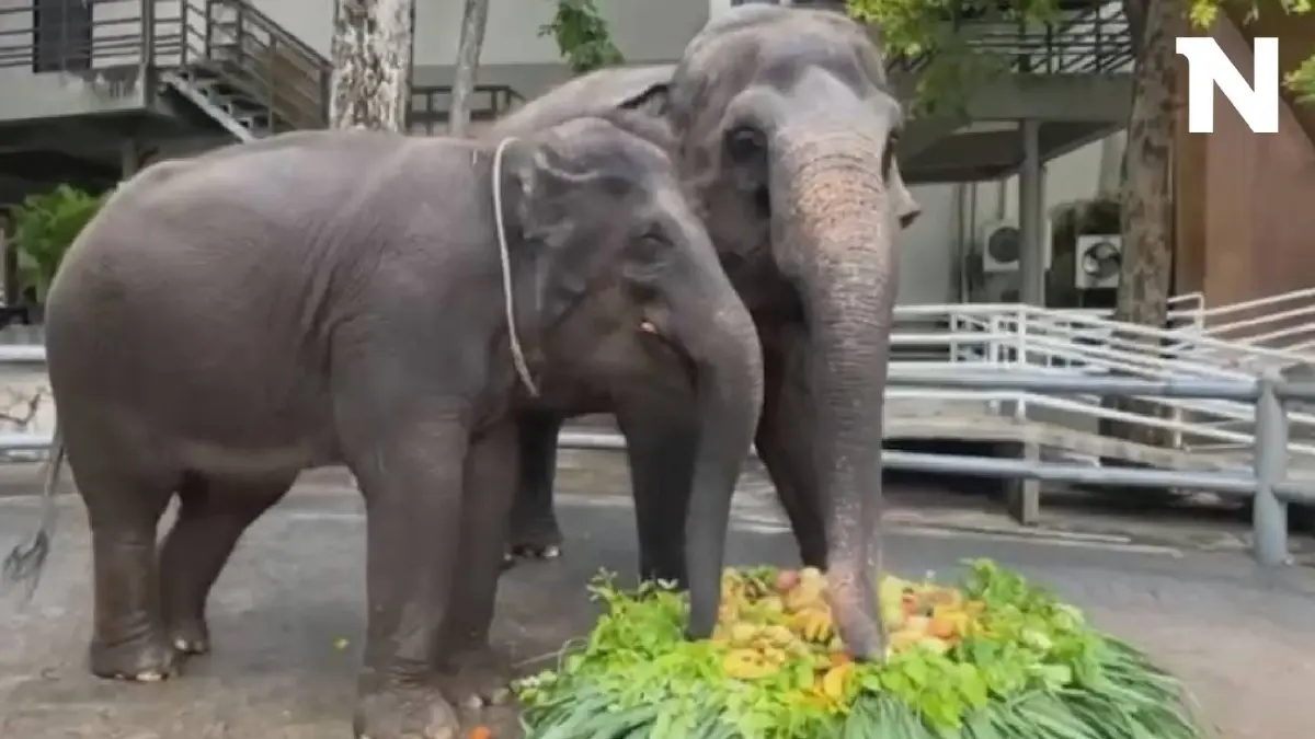 เตรียมฉลองวันเกิด ครบรอบ 5 ปี "น้องแสนรัก" ลูกช้างผสมเทียม ตัวที่ 2 ของไทย
