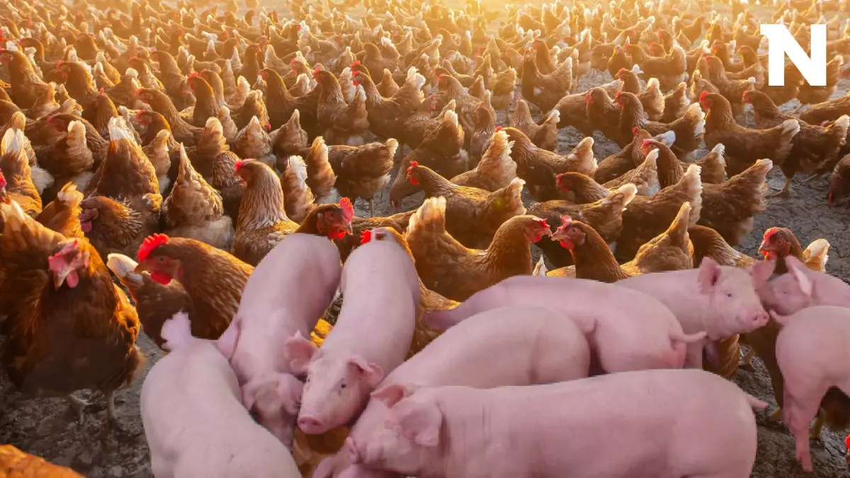 เช็กเงื่อนไขเกษตรกรผู้เลี้ยงไก่ไข่-สุกรขอชดเชยดอกกู้ 3% มีอะไรบ้าง เช็กเงื่อนไขเกษตรกรผู้เลี้ยงไก่ไข่-สุกรขอชดเชยดอกกู้ 3% มีอะไรบ้าง