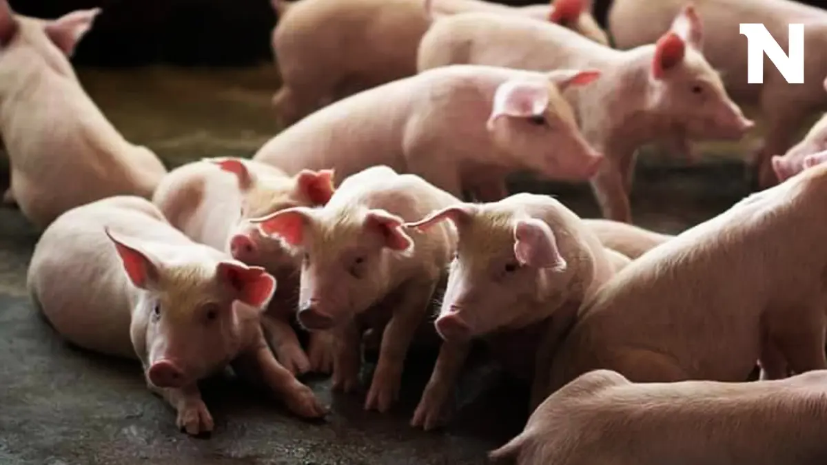 นายกฯ เล็งให้ทุนผู้เลี้ยงหมูรายกลาง-รายย่อย หวังป้องกันราคาเนื้อหมูพุ่ง นายกฯ เล็งให้ทุนผู้เลี้ยงหมูรายกลาง-รายย่อย หวังป้องกันราคาเนื้อหมูพุ่ง