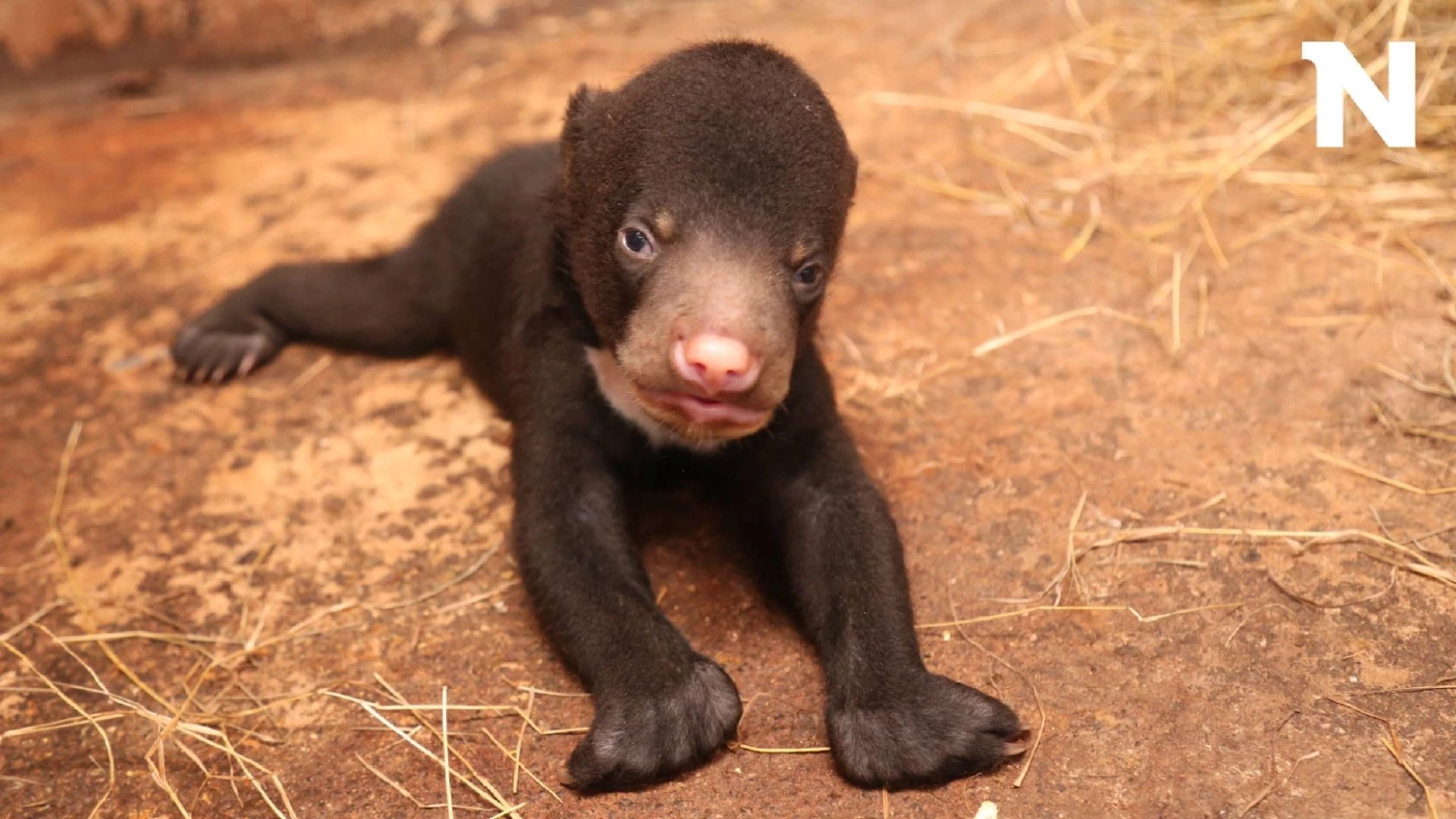 เปิดความน่ารัก "ลูกหมีหมา" สัตว์ป่าคุ้มครองใกล้สูญพันธุ์ สมาชิกใหม่สวนสัตว์โคราช เปิดความน่ารัก "ลูกหมีหมา" สัตว์ป่าคุ้มครองใกล้สูญพันธุ์ สมาชิกใหม่สวนสัตว์โคราช