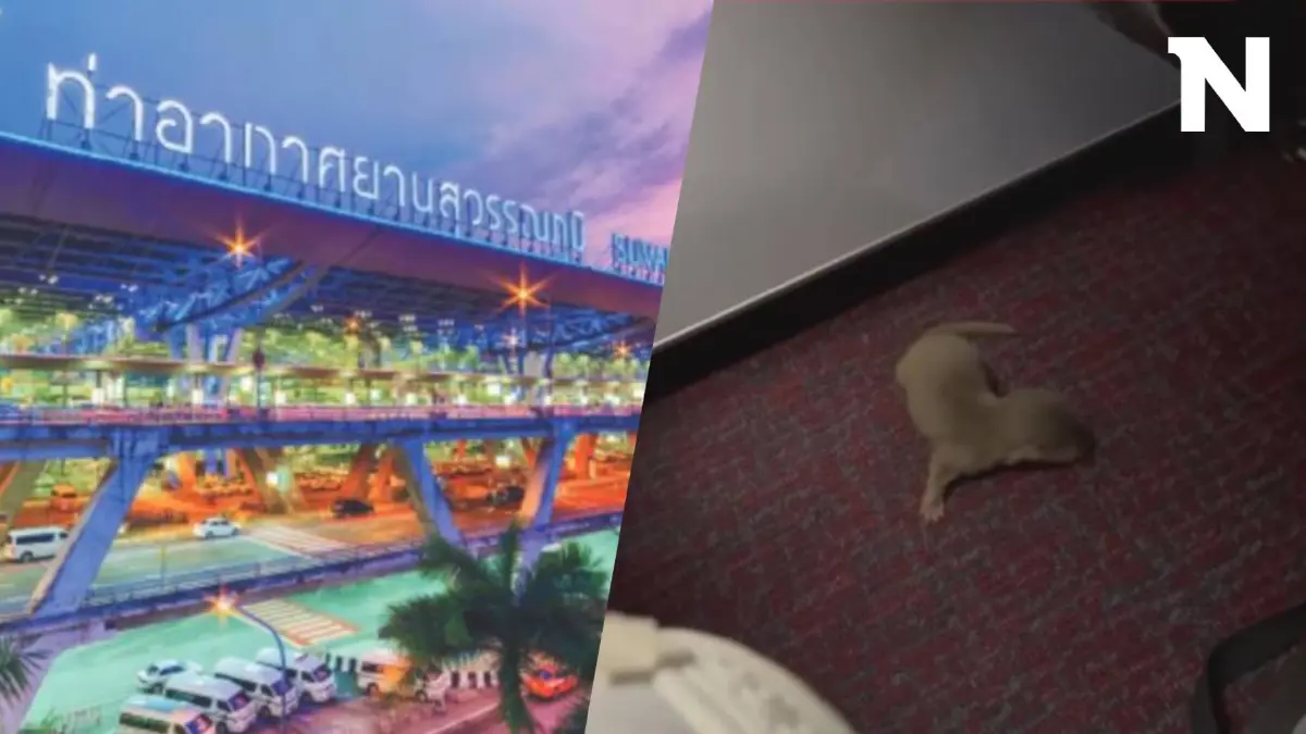 ท่าอากาศยานสุวรรณภูมิ ชี้แจงแล้ว ปมผู้โดยสารลักลอบนำสัตว์ขึ้นเครื่องบิน ท่าอากาศยานสุวรรณภูมิ ชี้แจงแล้ว ปมผู้โดยสารลักลอบนำสัตว์ขึ้นเครื่องบิน