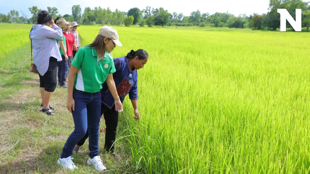 กรมการข้าว ชวนเกษตรกรร่วมโครงการเปลี่ยนเมล็ดพันธุ์คุณภาพดี กรมการข้าว ชวนเกษตรกรร่วมโครงการเปลี่ยนเมล็ดพันธุ์คุณภาพดี