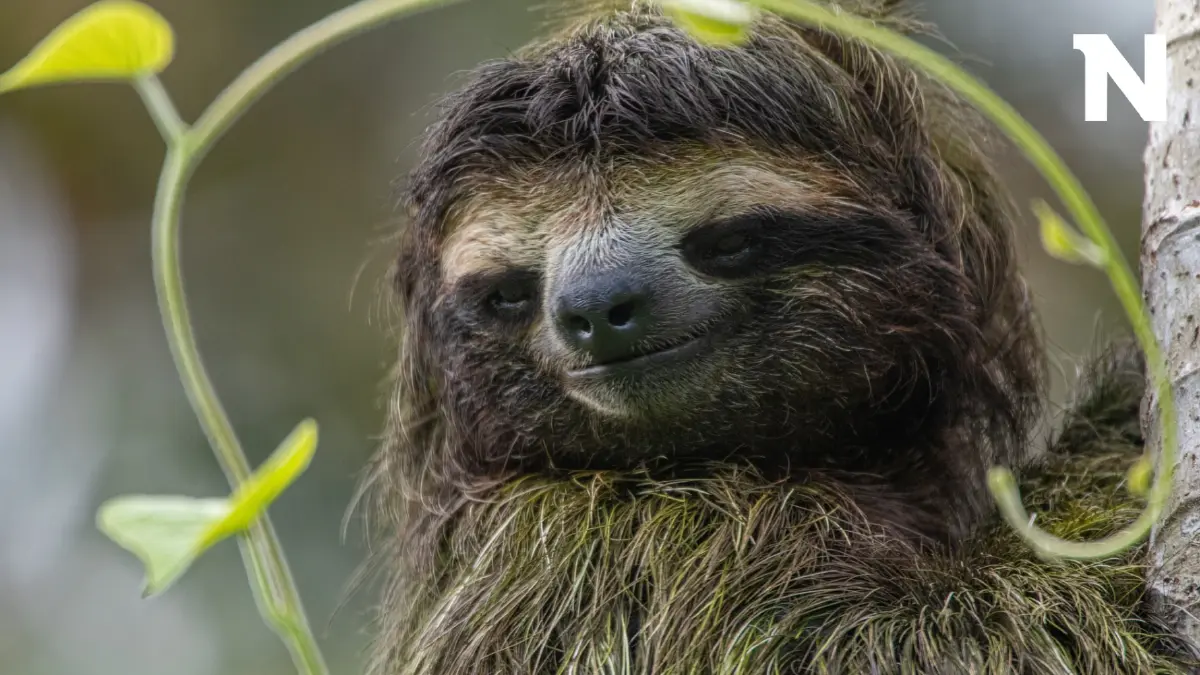 20 ตุลาคม เป็นวันสลอธสากล มารู้จักสัตว์ที่ขึ้นชื่อว่าเชื่องช้าที่สุดในโลก จริงเหรอ?